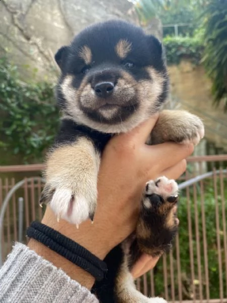 cuccioli di shiba inu purissimi con pedigree | Foto 0