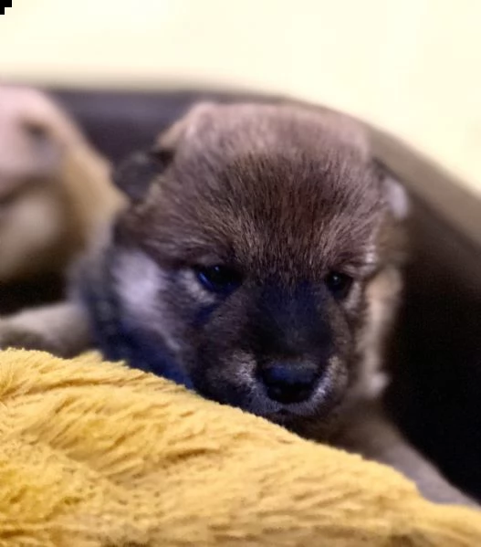 shiba inu pedigree rosso altissima genealogia  | Foto 6