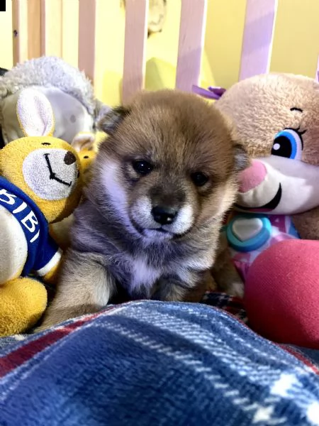 shiba inu pedigree rosso altissima genealogia  | Foto 5