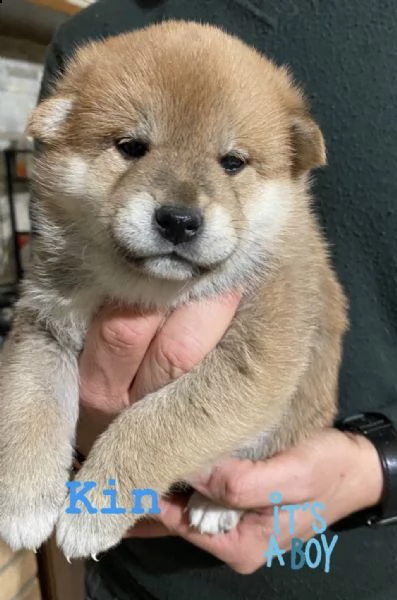 shiba inu pedigree rosso altissima genealogia  | Foto 4