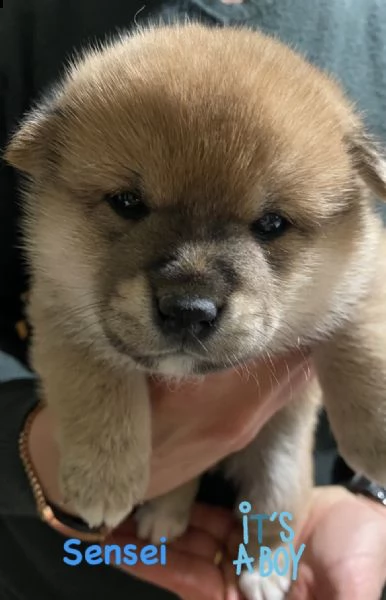 shiba inu pedigree rosso altissima genealogia  | Foto 3
