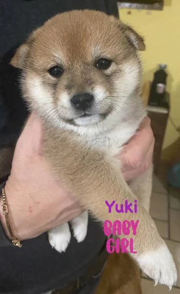shiba inu pedigree rosso altissima genealogia 