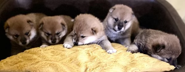 shiba inu pedigree rosso altissima genealogia  | Foto 1