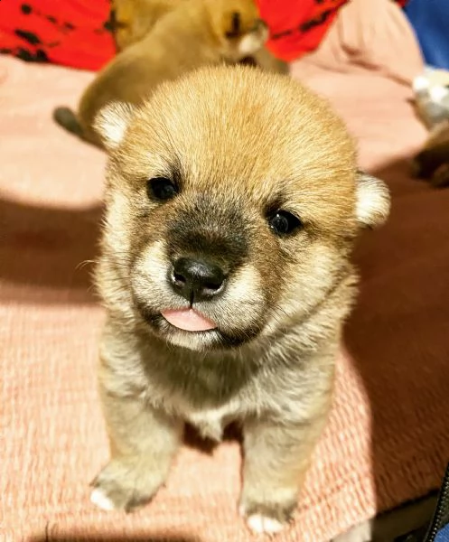 shiba inu pedigree rosso altissima genealogia  | Foto 0