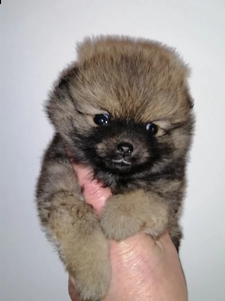 volpino spitz tedesco o pomerania  | Foto 1