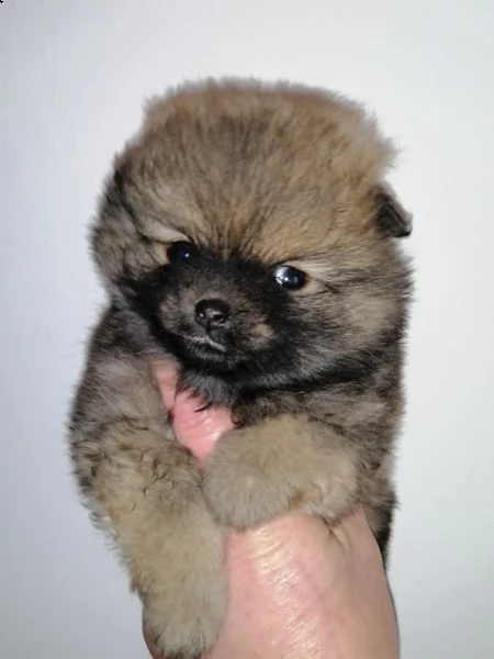 volpino spitz tedesco o pomerania  | Foto 0