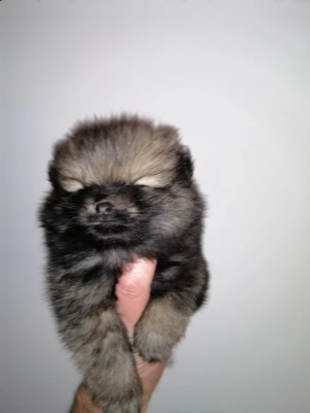 volpino spitz tedesco o pomerania 
