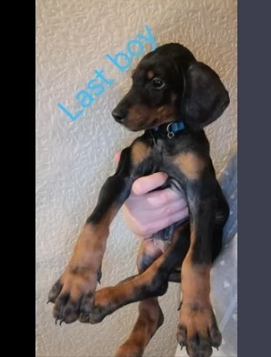 bellissime dobermann cuccioli