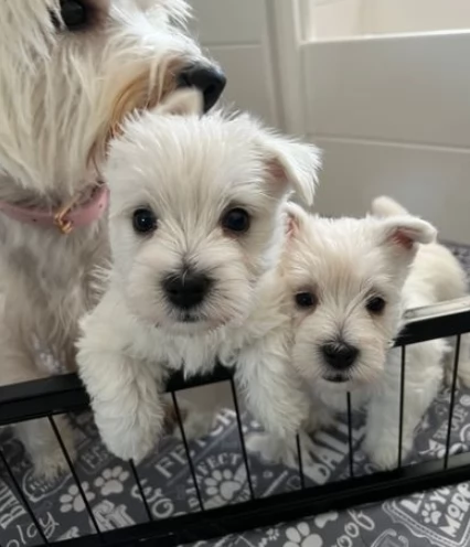 Cuccioli di west highland terrier