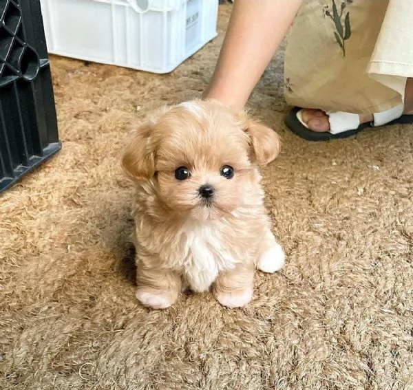 regalo maltipoo cuccioli meravigliosi  