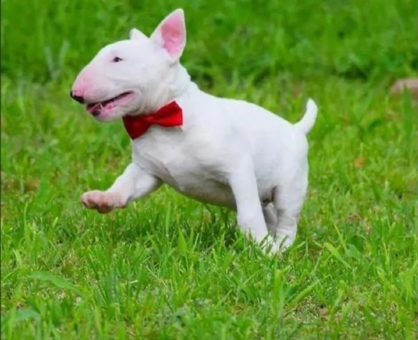  adorabili cuccioli di bull terrier femminucce e maschietti disponibili per ladozione gratuita i cu