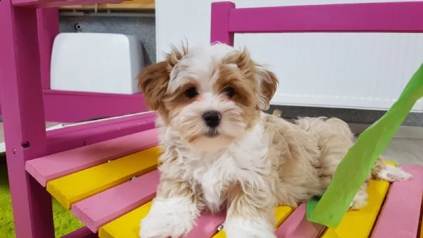 stupendi  cuccioli di havanese | Foto 0