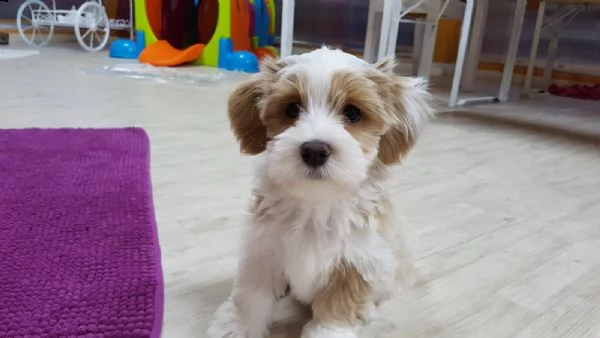 stupendi  cuccioli di havanese