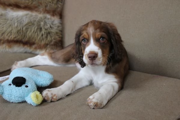  cuccioli springer spaniel | Foto 0