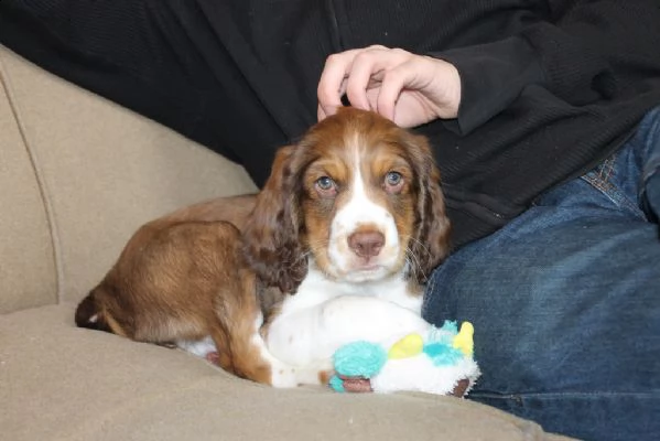  cuccioli springer spaniel