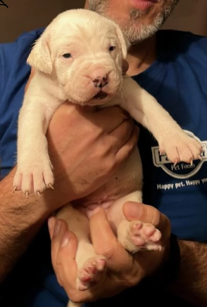 cuccioli di dogo argentino | Foto 0