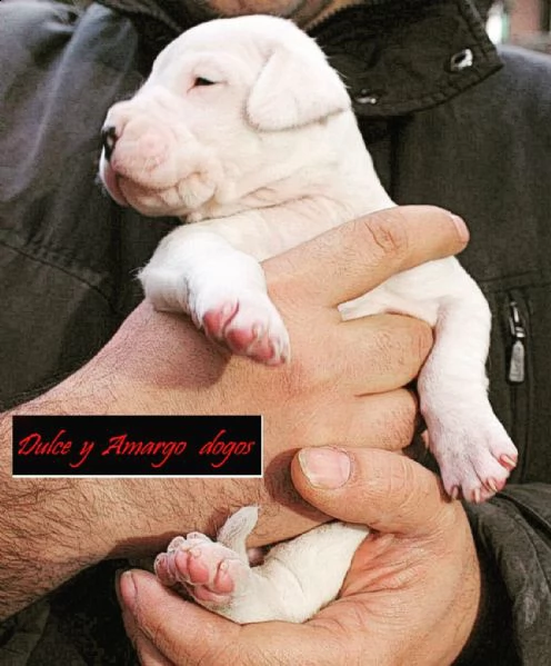 splendidi cuccioli di dogo argentino | Foto 0