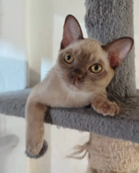 gattina burmese razza pura | Foto 1