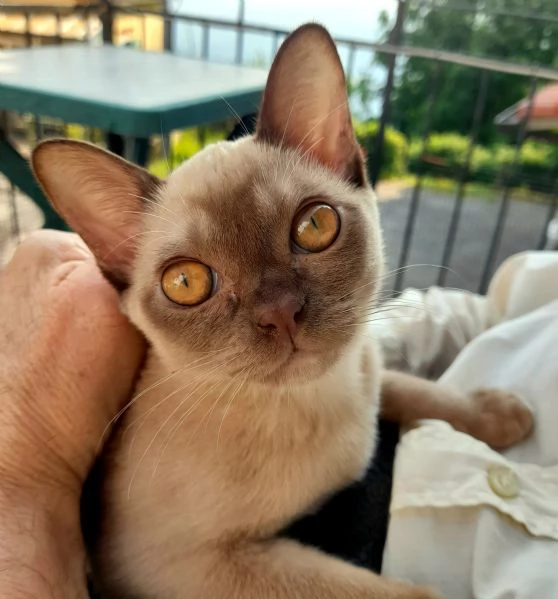 gattina burmese razza pura
