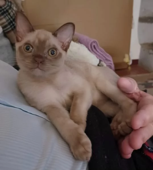 gattina burmese razza pura | Foto 0