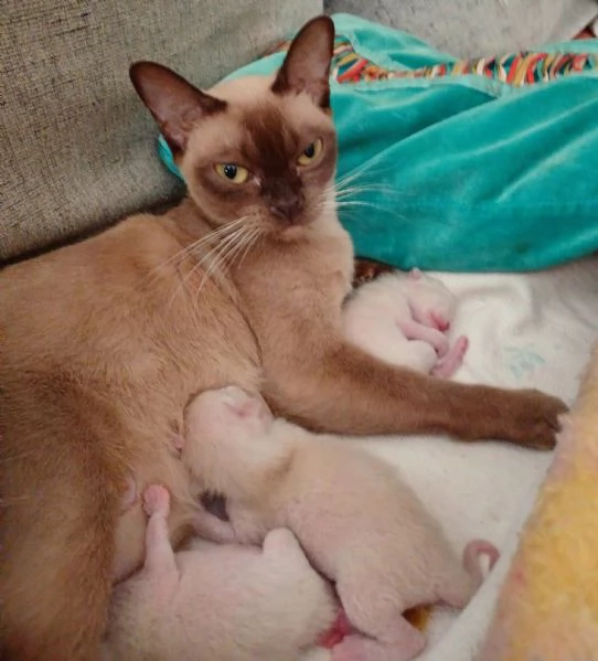 gattini burmesi europei | Foto 6