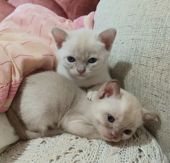 gattini burmesi europei | Foto 5
