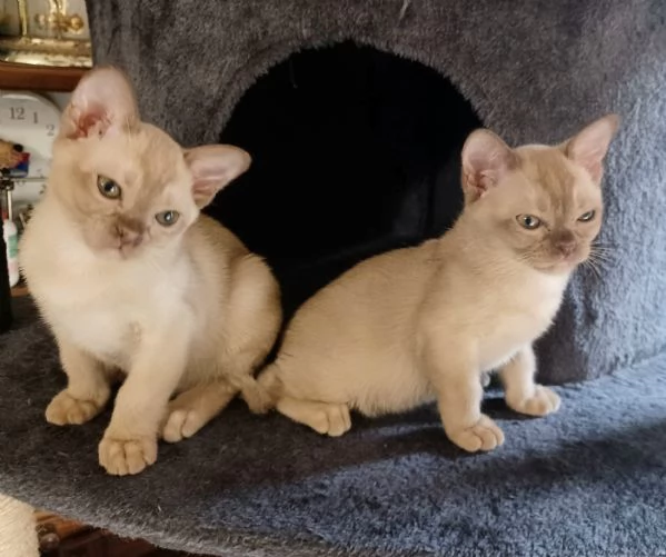 gattini burmesi europei | Foto 4