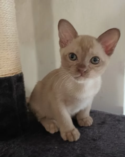 gattini burmesi europei | Foto 3