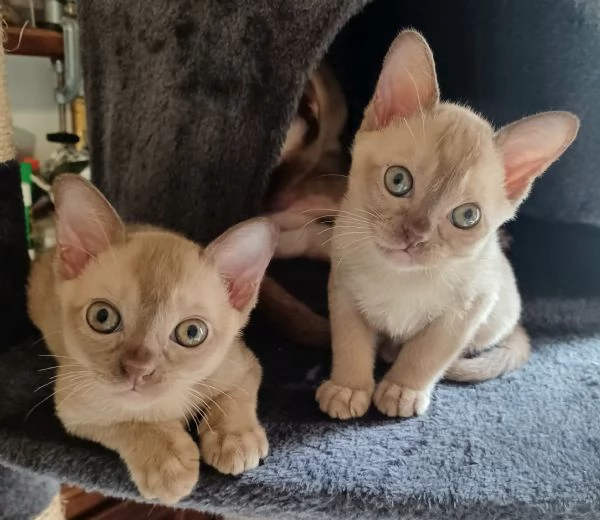 gattini burmesi europei