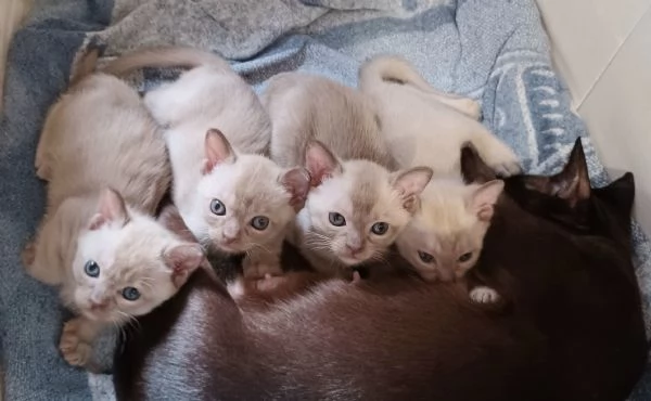 gattini burmesi europei | Foto 2