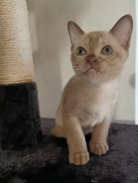 gattini burmesi europei | Foto 1