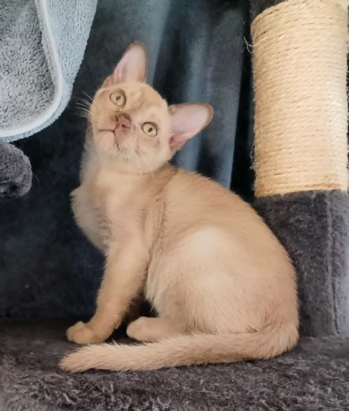 Gattini Burmesi Chocolate Brown e Sable | Foto 3