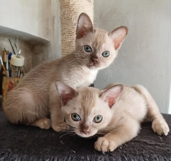 Gattini Burmesi Chocolate Brown e Sable