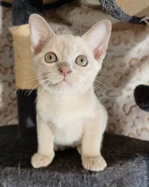 Cuccioli Burmesi Europei color Lilla | Foto 3