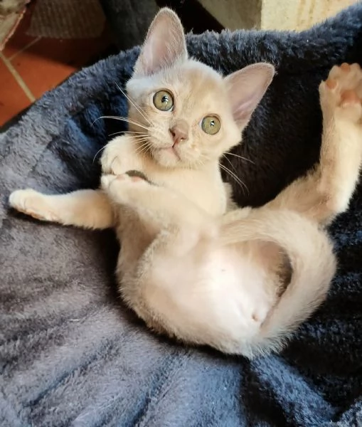 Cuccioli Burmesi Europei color Lilla | Foto 1