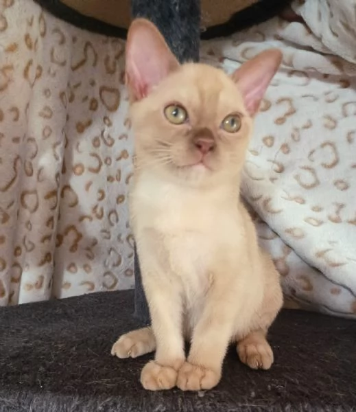 Cuccioli Burmesi Europei | Foto 1