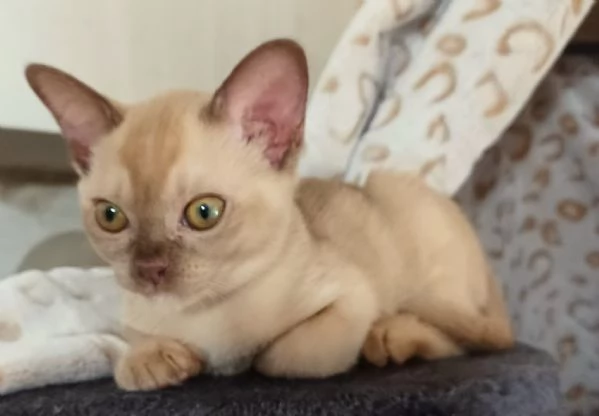 Cuccioli Burmesi Europei | Foto 0