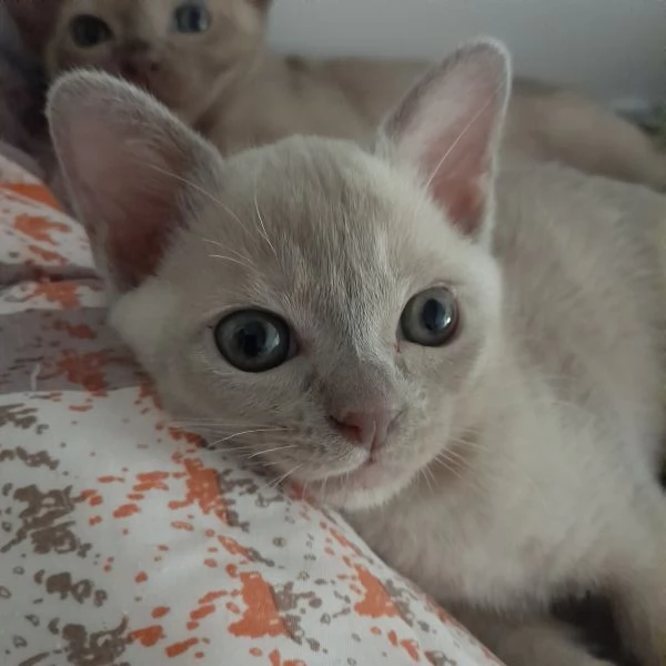 Cucciolo Burmese  Europeo color Lilla