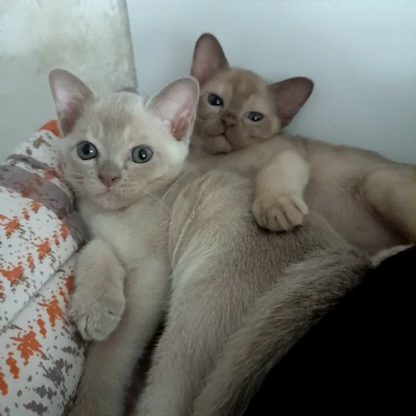 Cucciolo Burmese  Europeo color Lilla | Foto 1