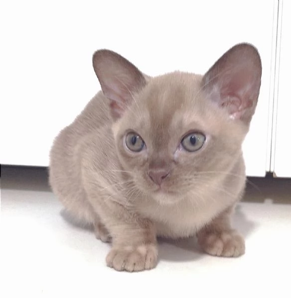 Gattini Burmesi Chocolate Brown  | Foto 3