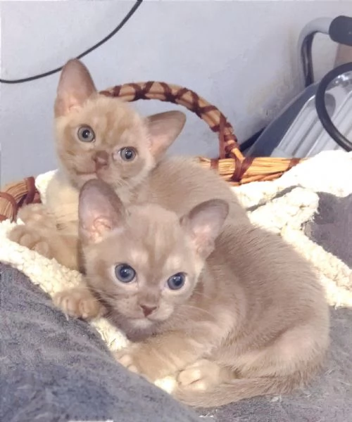 Gattini Burmesi Chocolate Brown  | Foto 1