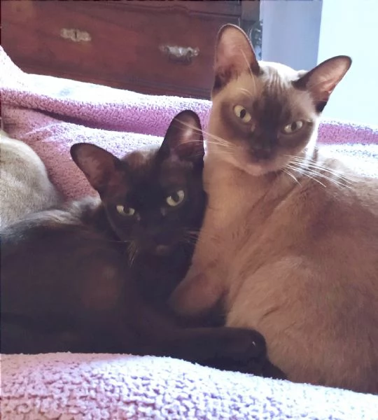 Gattini Burmesi Chocolate Brown  | Foto 0