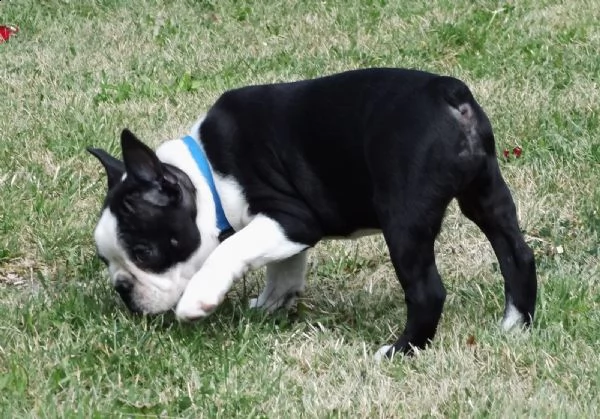 cuccioli di boston terrier con pedigree | Foto 4