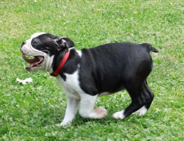 cuccioli di boston terrier con pedigree | Foto 1