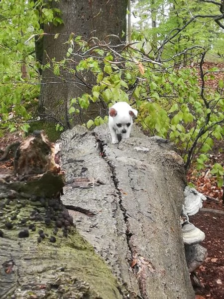chihuahua meraviglioso cucciolo | Foto 6