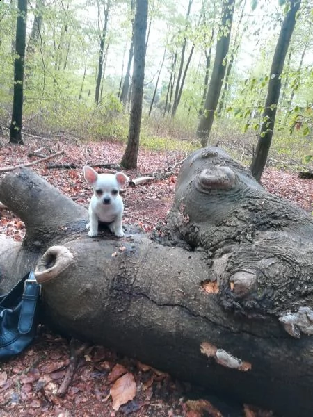 chihuahua meraviglioso cucciolo | Foto 4