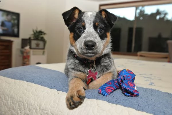 cuccioli di australian cattledog