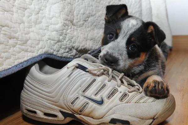 cuccioli di australian cattledog | Foto 0