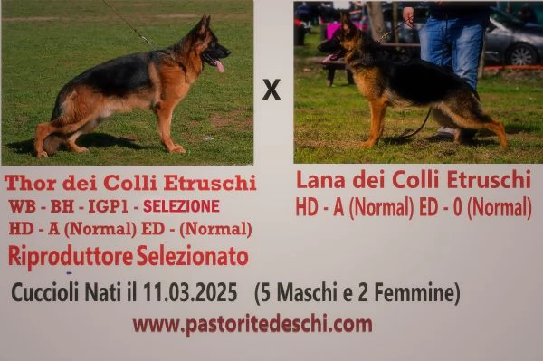 Bellissima Cucciola Femmina di Pastore Tedesco Pelo Corto | Foto 0