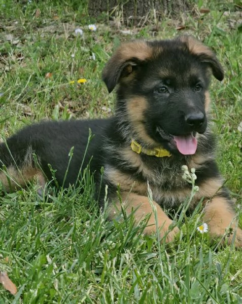 Cucciolo Maschio di Psastore Tedesco Pelo Corto